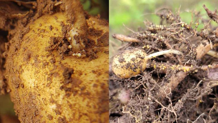 Nematode Research Helping Potato Farmers – UI CALS Newsletter