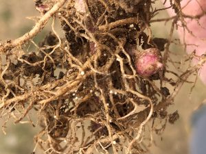 Erosion of potato resistance to Globodera pallida