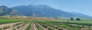 Potato Field Day – Rupert, ID