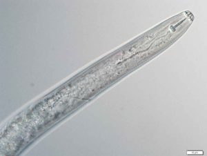 Root Lesion Nematodes