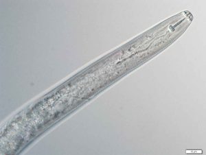close up view of pratylenchus-penetrans-lesion nematode