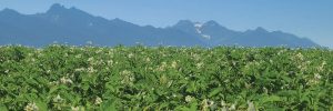 Trap Crops to Control Nematodes