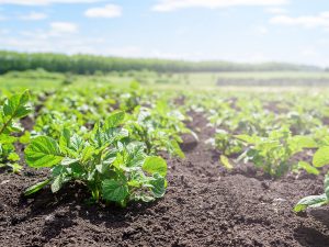 Potato Field Day – Freeville, NY