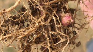 Golden nematode: A devastating potato pest