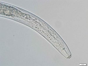 close up view of Pratylenchus neglectus lesion nematode