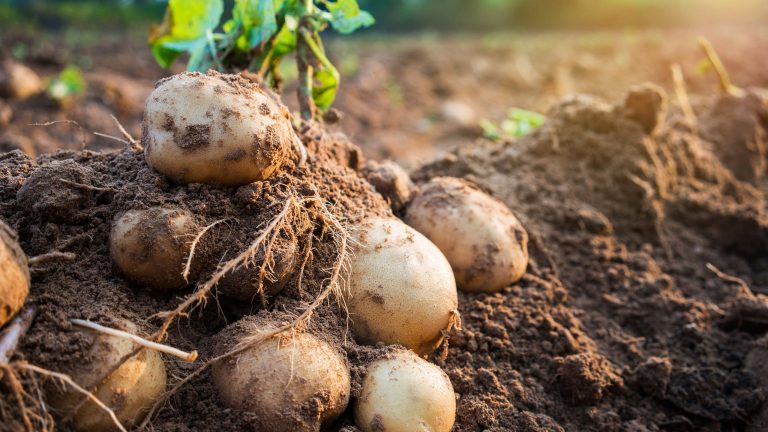 Potato Field Day – Aberdeen, ID
