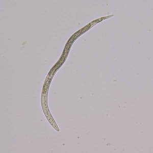 Northern root-knot nematode