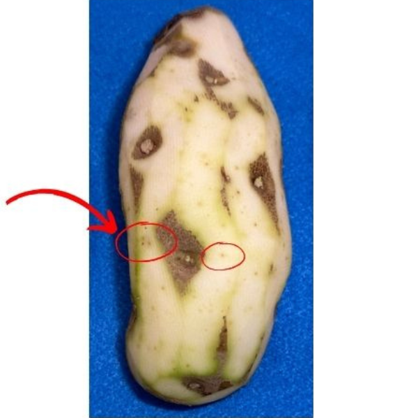 potato damage from northern root knot nematode