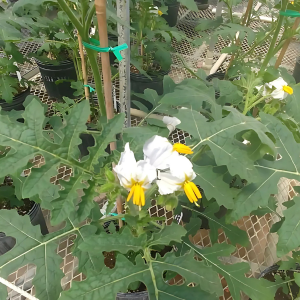 PAPAS studies litchi tomato (Solanum sisymbriifolium) plant for natural defense mechanisms against nematodes 