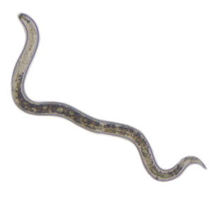 Root lesion nematodes (Pratylenchus penetrans, P. neglectus) 