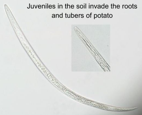 NRKN juveniles in the soil invade the roots and tubers of potato