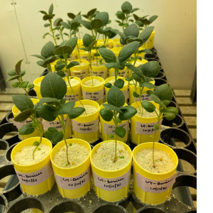 PAPAS is researching potato resistance for Columbia root-knot nematodes 