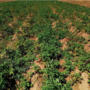Root lesion nematode damage to potatoes 