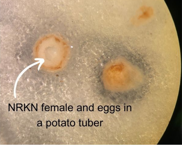 NRKN female and eggs in a potato tuber