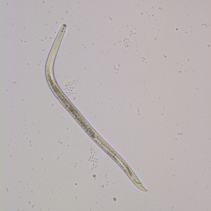 Root lesion nematodes (Pratylenchus spp.) (Quintanilla lab) 