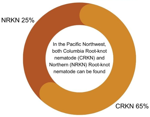 In the Pacific Northwest, both Columbia root-knot and northern root-knot nematodes can be found. 