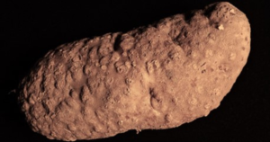 Columbia root-knot nematode