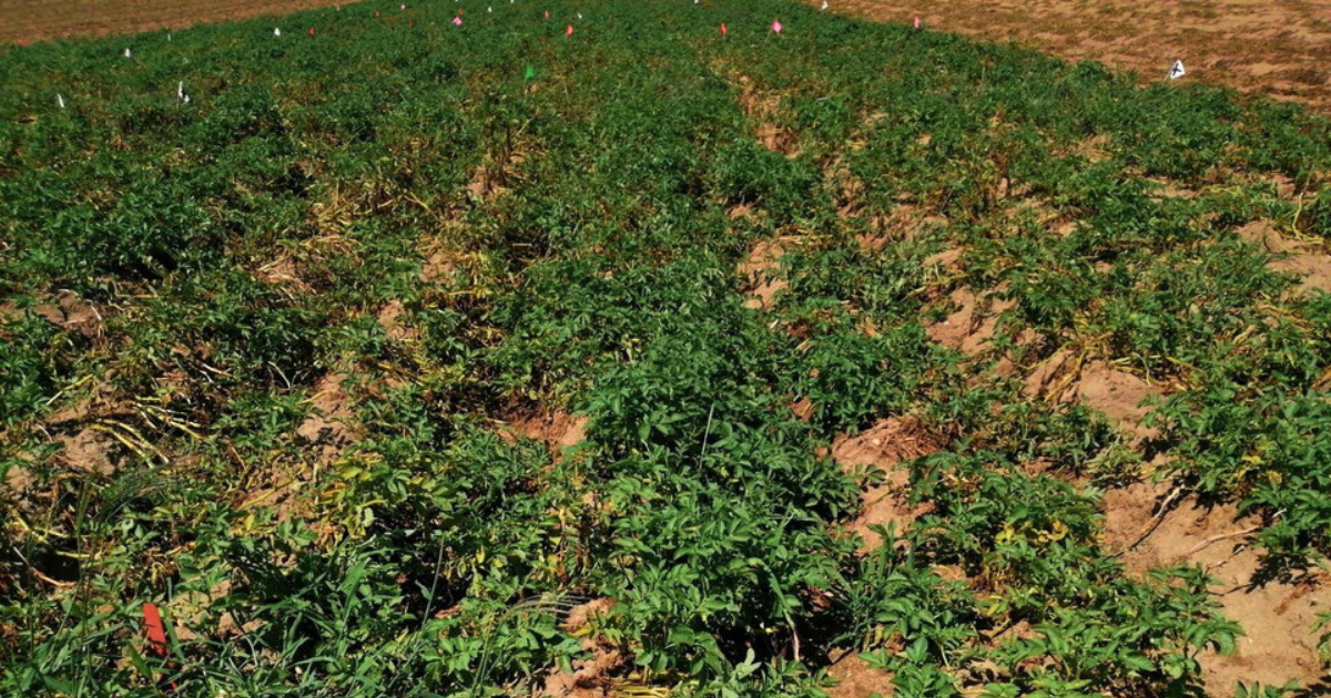 Potato field with damage from root lesion nematode