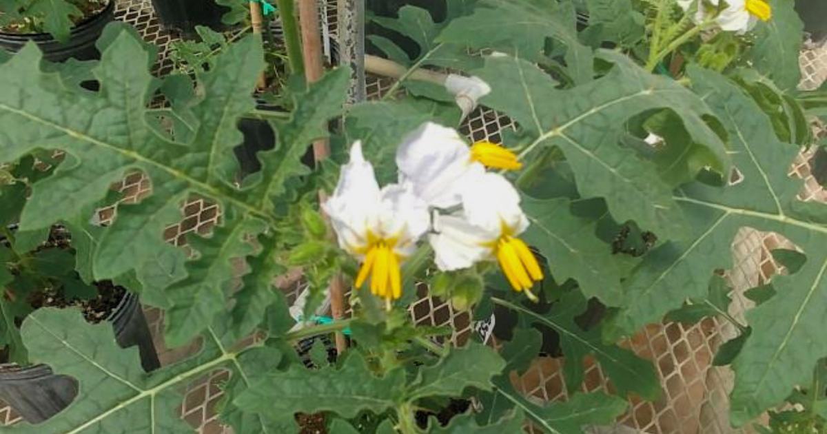 Litchi tomato (Solanum sisymbriifolium) has natural defense mechanisms against nematodes