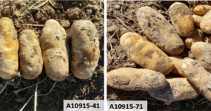 Initial potato crosses evaluating nematode resistance