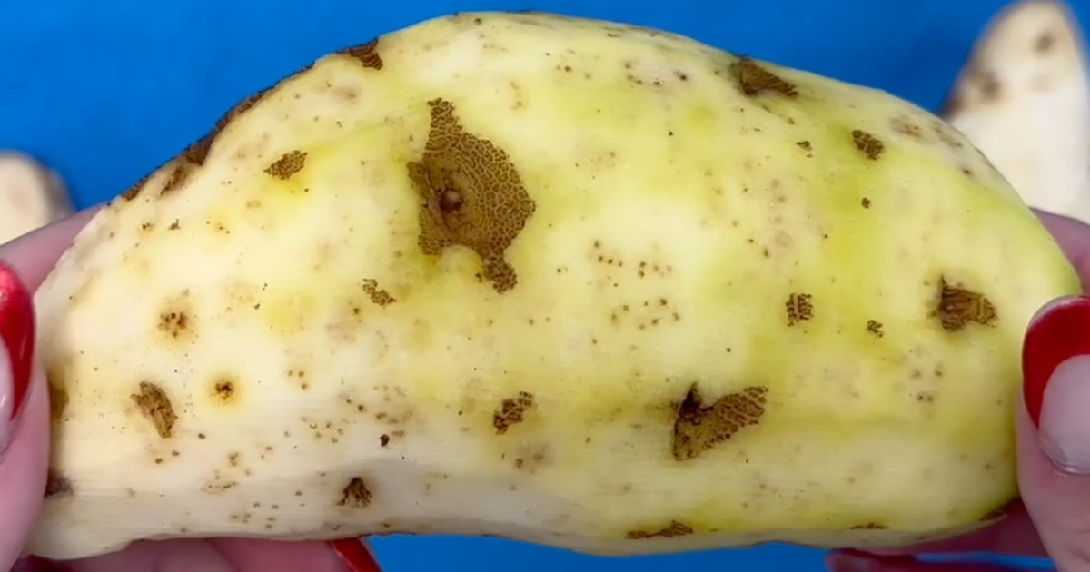 Potato tuber damage from northern root-knot nematode (Meloidogyne hapla)