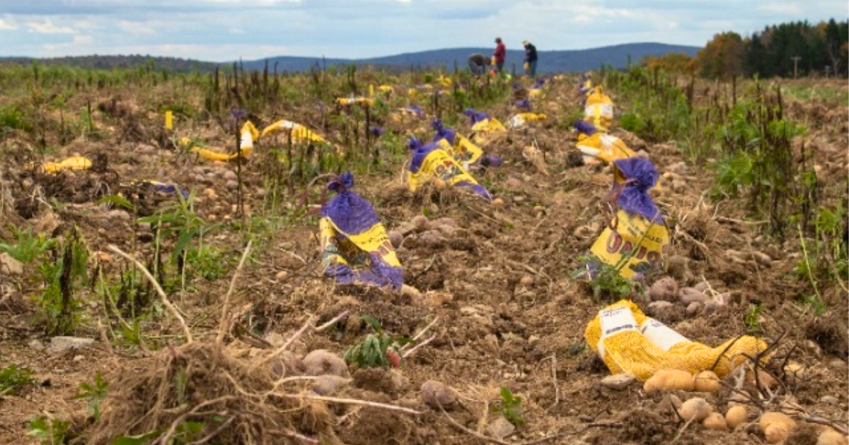 Researchers selecting promising potato clones