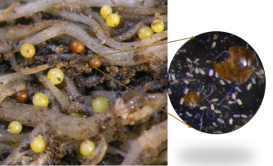 Golden and brown-colored GN cysts on potato roots (left). Over 200 potato-hungry nematodes live within every cyst! (right)