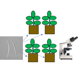 Evaluating nematode reproduction on host plant