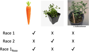 Race 1, 2 and 1Roza of Columbia root-knot nematode  