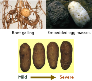 Root galling, embedded egg masses, and mild to severe damage from Columbia root-knot nematode 