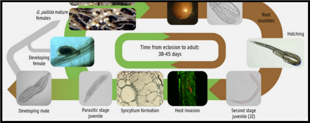 Figure 2: Life cycle of potato cyst nematodes (Price et. al. 2020). 