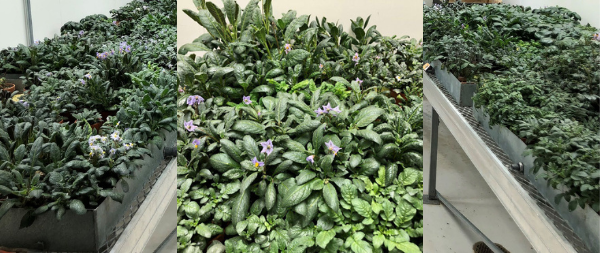 PAPAS screens wild potato species with resistance to nematodes for breeding new cultivars