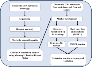 Flow chart of research method for molecular marker screening and validation 