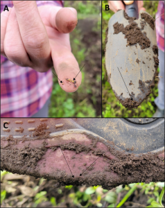 Figure 3: Spread of potato cyst nematode cysts in infested soil in South America. A) Cysts in soil clinging to a researcher’s finger. B) Cysts on a garden tool. C) Cysts on boots (Pictures taken by Dr. Louise-Marie Dandurand). 