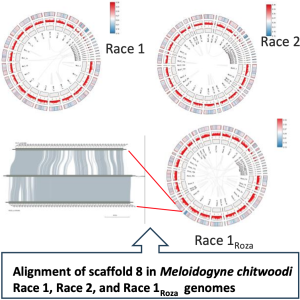 Alignment of scaffold 8 in M. chitwoodi Race 1, Race 2, and Race 1Roza genomes 