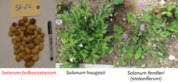 Wild potato relative species that are non-hosts for nematodes 