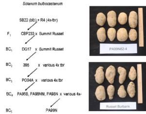 Introgression of Columbia root-knot nematode resistance into potato varieties  