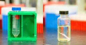 Columbia root-knot nematodes and eggs extracted from soil sample and root tissue