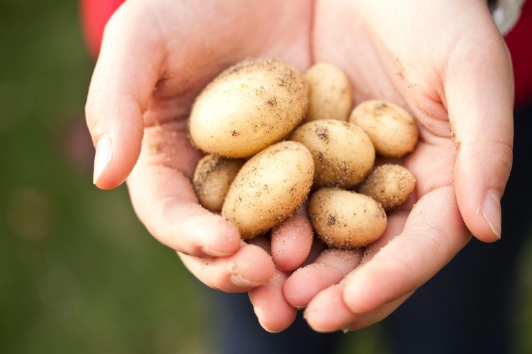 Potato Field Day – Pendleton, OR