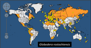 Global distribution of potato cyst nematodes