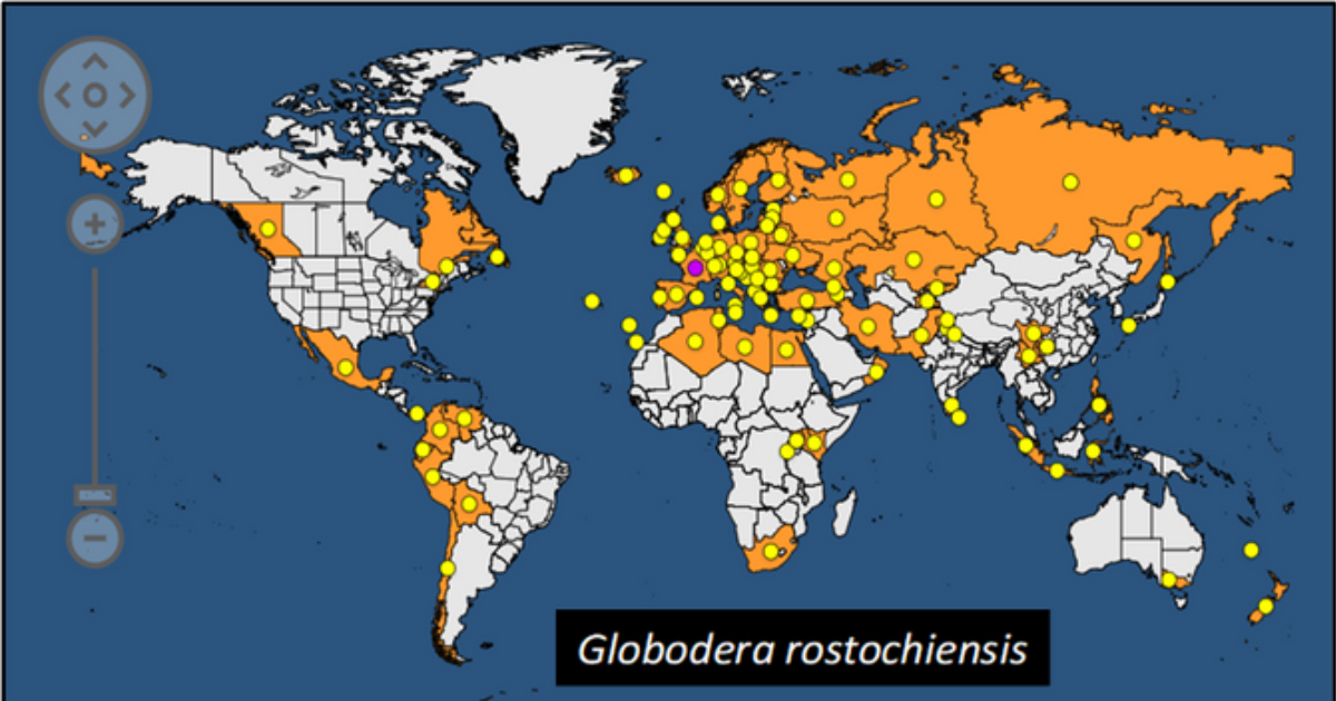 Global distribution of potato cyst nematodes