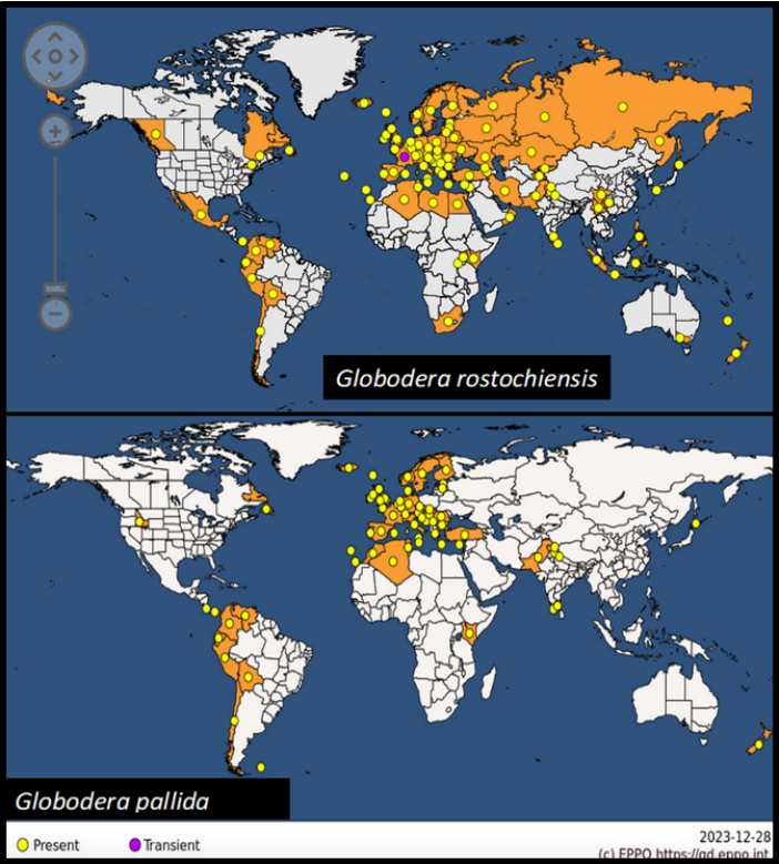 Figure 1: Global distribution of potato cyst nematodes (Globadera spp.) (EPPO, 2023) 