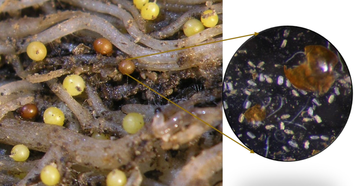 Golden nematode cysts on potato roots