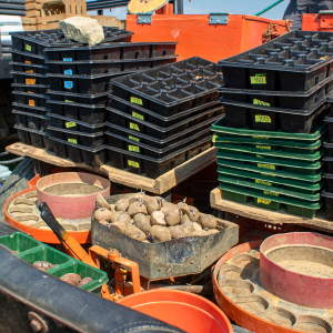 Trays of potato tuber clones for planting in potato breeding