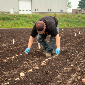Planting potatoes in muck fields for nematode research