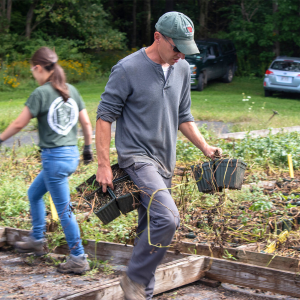 Potted potato plantlets grown outdoors and organized by cross ID code