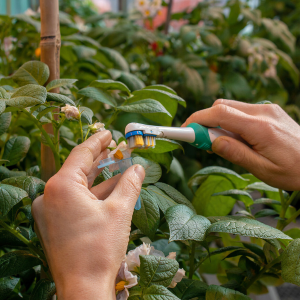 Collecting pollen from potato flower for breeding clones