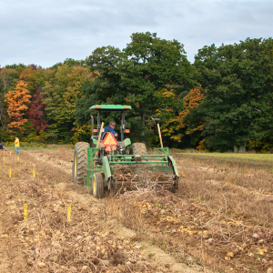 Potato harvest begins with a two-row digger making passes up and down the field 