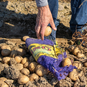 PAPAS examining potato varieties in field trial