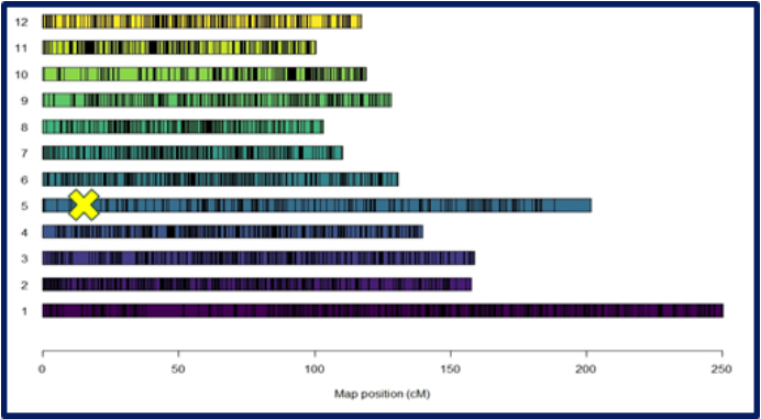 Representation of the 12 potato chromosomes. X marks the approximate location of the H1 gene and the molecular marker 57R on chromosome 5. The H1 gene provides resistance to golden cyst nematodes (Globodera rostochiensis). 